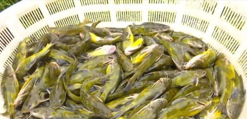 洪水過后，畜牧漁業(yè)生產(chǎn)自救指南——飼料安全與使用要點(diǎn)